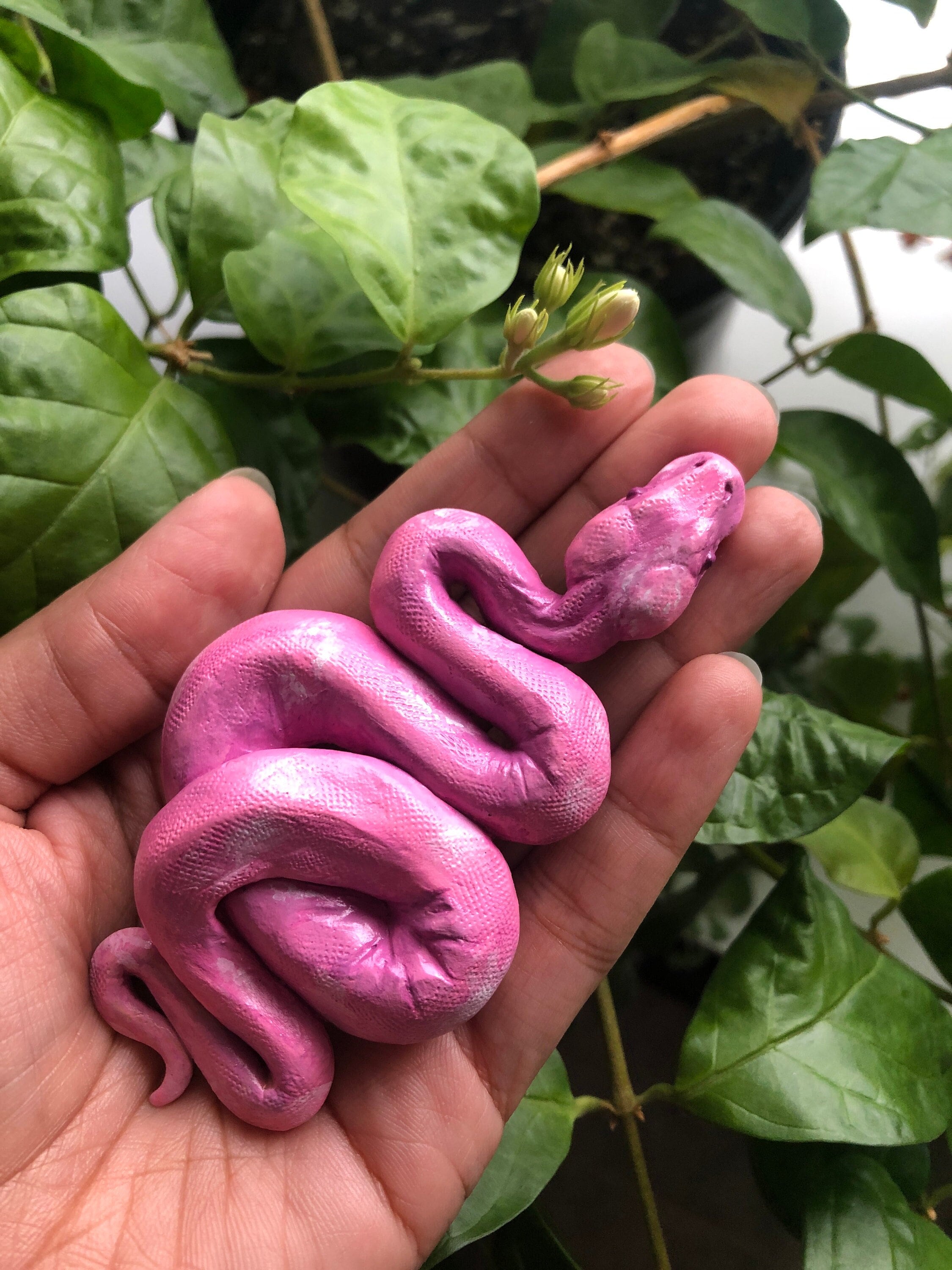 Pink Tree Python