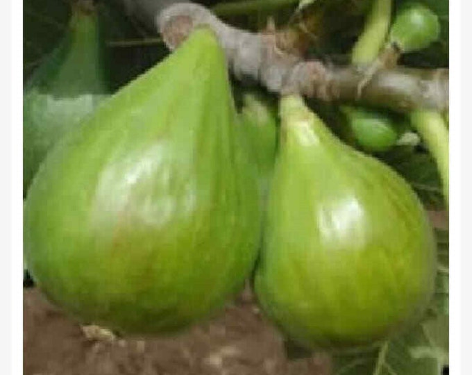 1Pc. FICORONE CUTTING .not rooted.