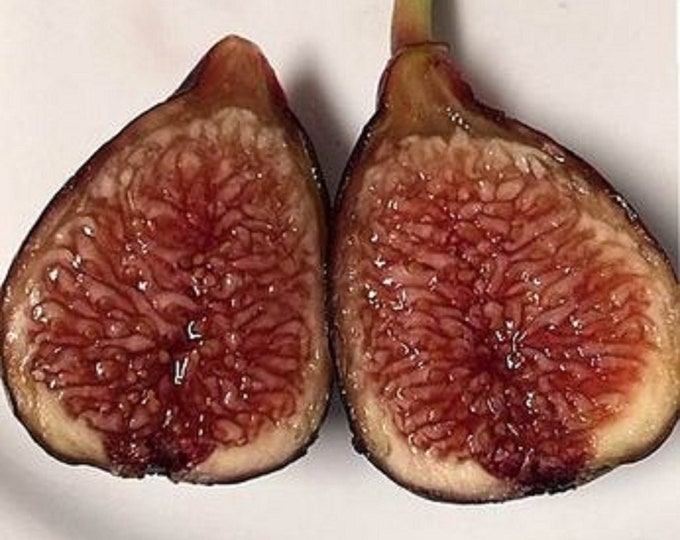 1- scot black fig cutting.NOT ROOTED.