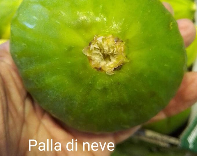 1Pc PALLA DI NEVE cutting not rooted.