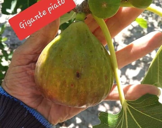 1Pc GIANT DISH CUTTING not rooted.