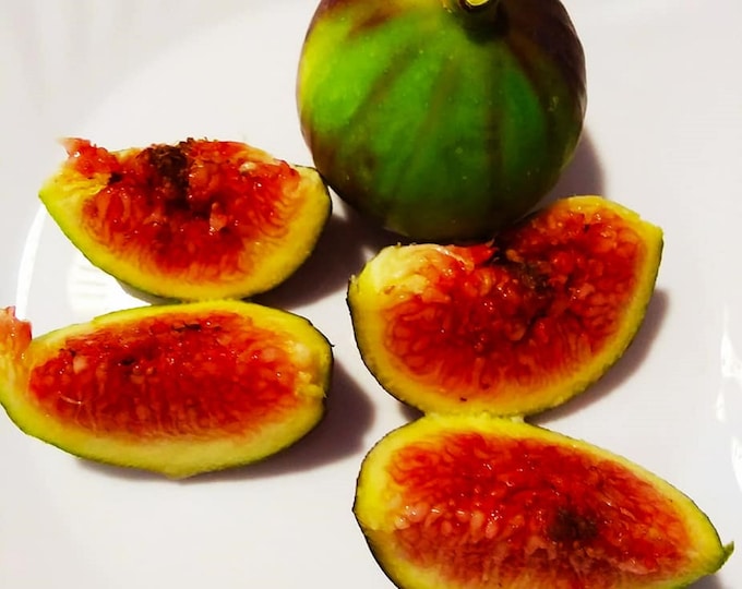 1P. NERO FUMA not rooted cutting  .