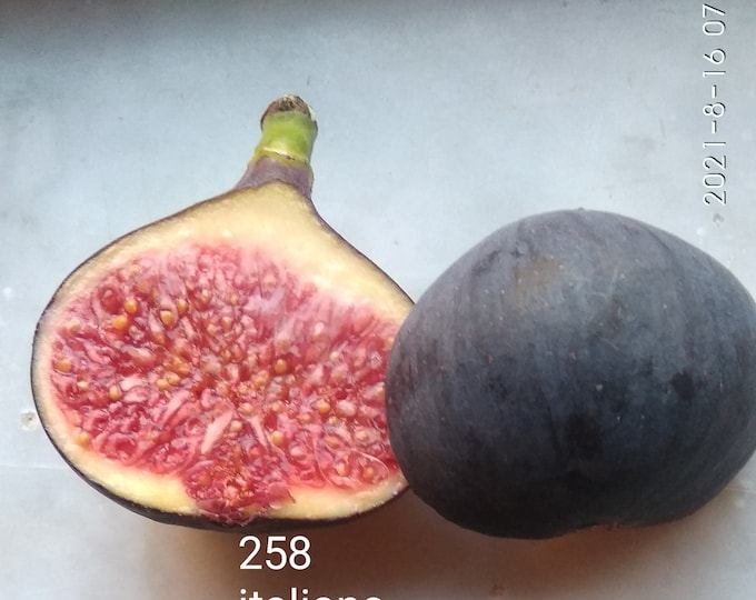 1 P.= I 258 CUTTING NOT ROOTED