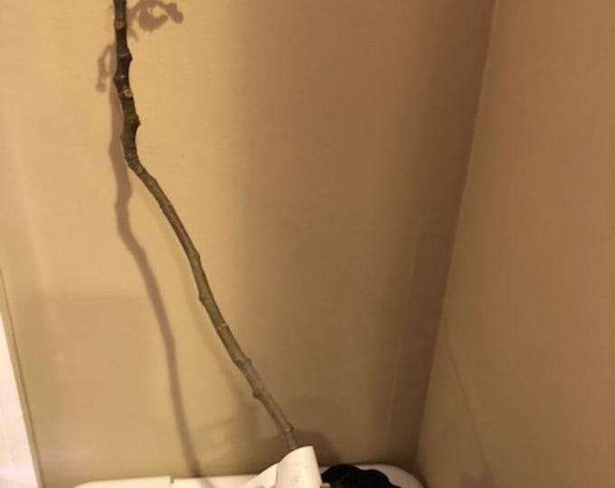 1 LIVE BLACK MADEIRA , live plant  16"