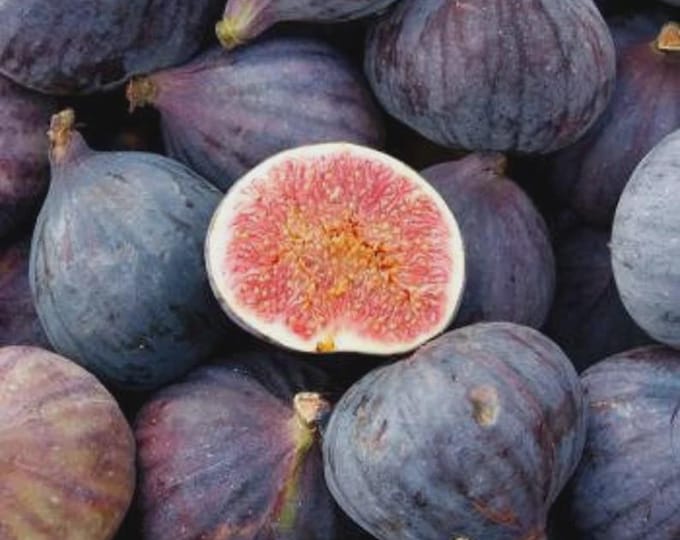 1 Fig Black Mission Live PLANT. 18" TALL