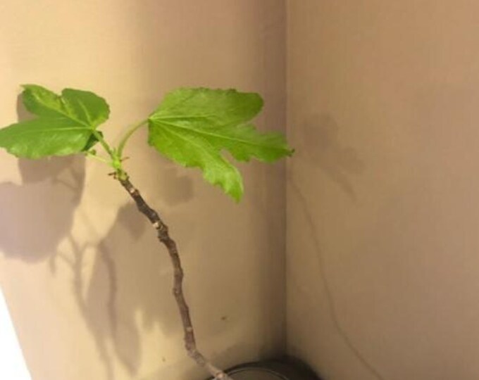 1Pc B M LIVE PLANT,   - 14" #4