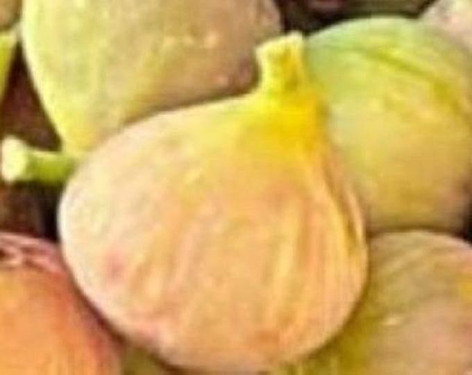 1 Pc. L 1G  CUTTING NOT ROOTED.