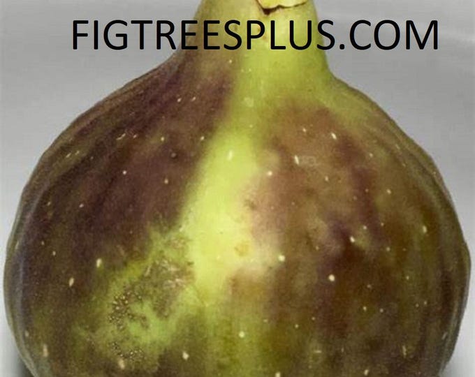 1P. - smith fig cutting.