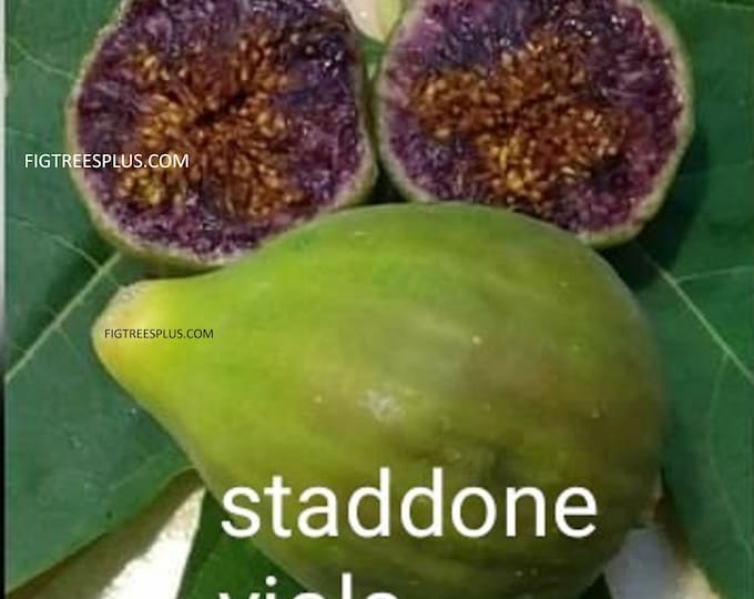 1Pc. STADDONE VIOLA CUTTING.