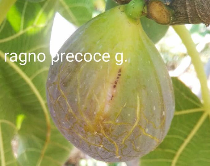 1Pc. RAGNO P. CUTTING.