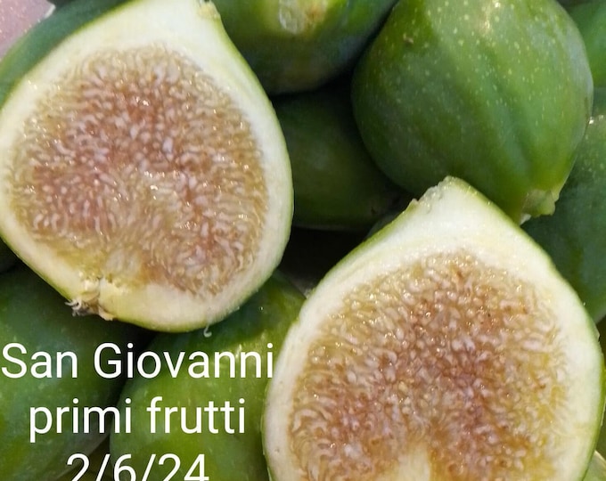 1 Pc.  FIKORONE ST. Giovanni CUTTING.