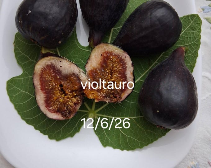 1 Pc. VIOLTAURO CUTTING , not rooted.