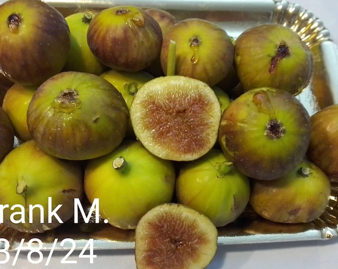 1Pc. FRANK M CUTTING. not rooted