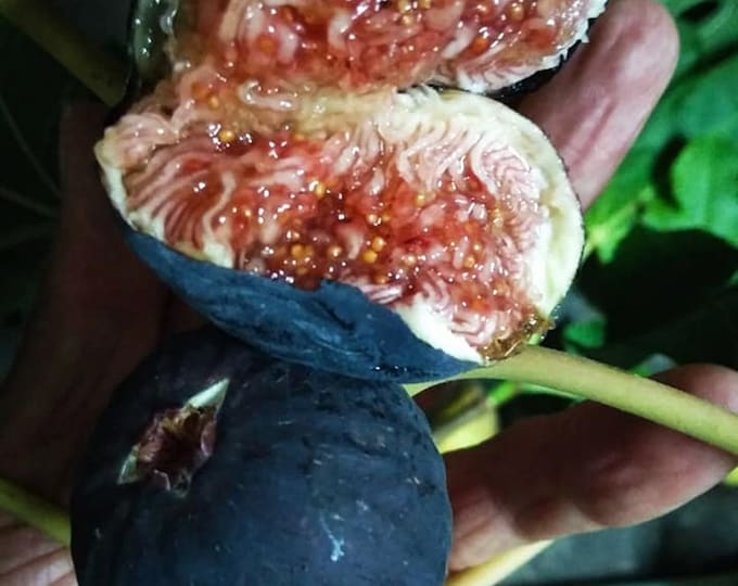 1P. BLACK MADEIRA fig cutting.not rooted.