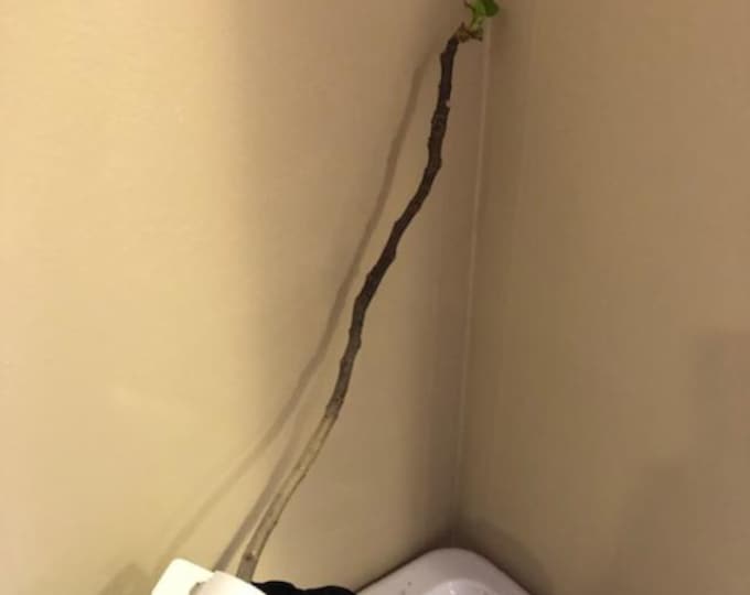 1Pc B M LIVE PLANT,   - 14" #4