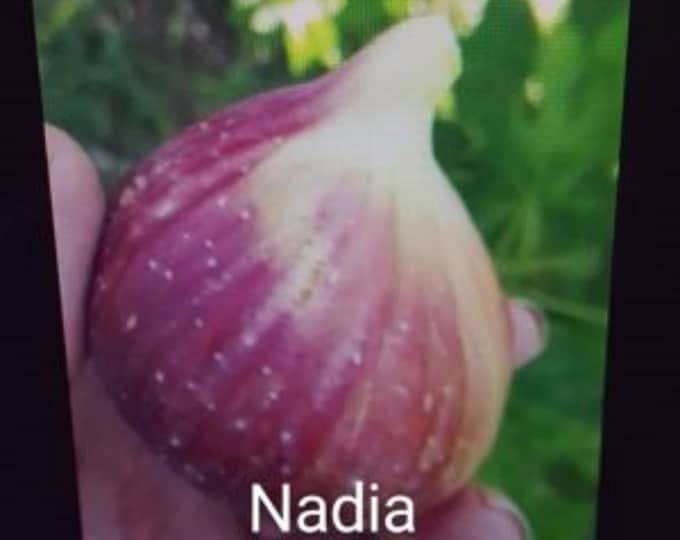 1Pc. -NADIA . not ROOTED CUTTING -