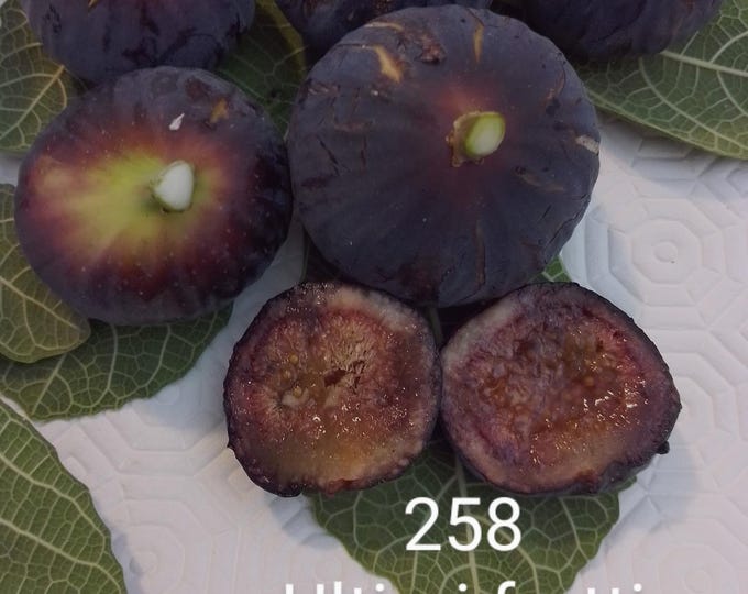 1Pc. 258 live plant. 20" tall. B.