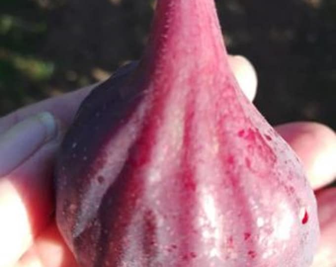 1P. TOPAZIO CUTTING.