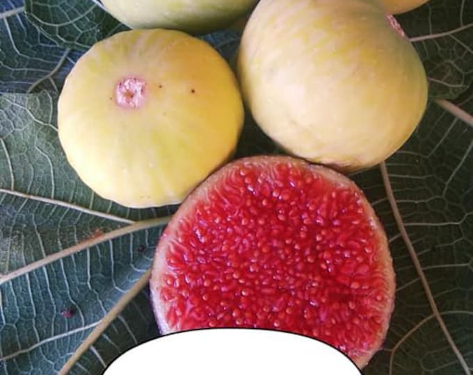 1 Pc. L 1G  CUTTING NOT ROOTED.