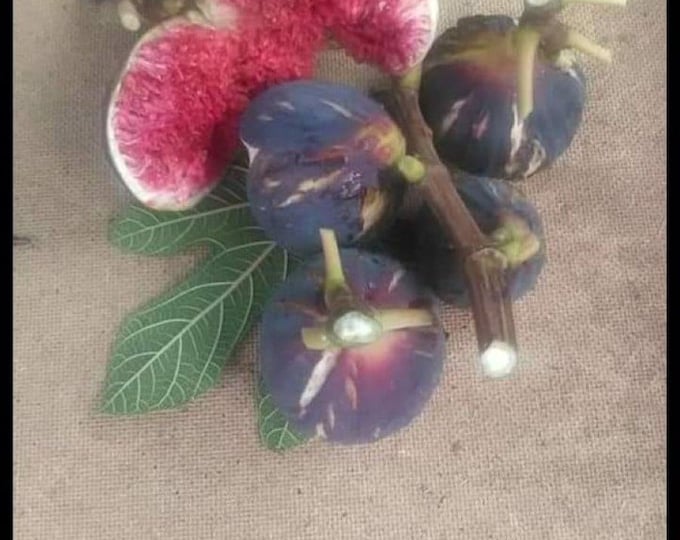 1 Pc. 260 ANDRIESE CUTTING.