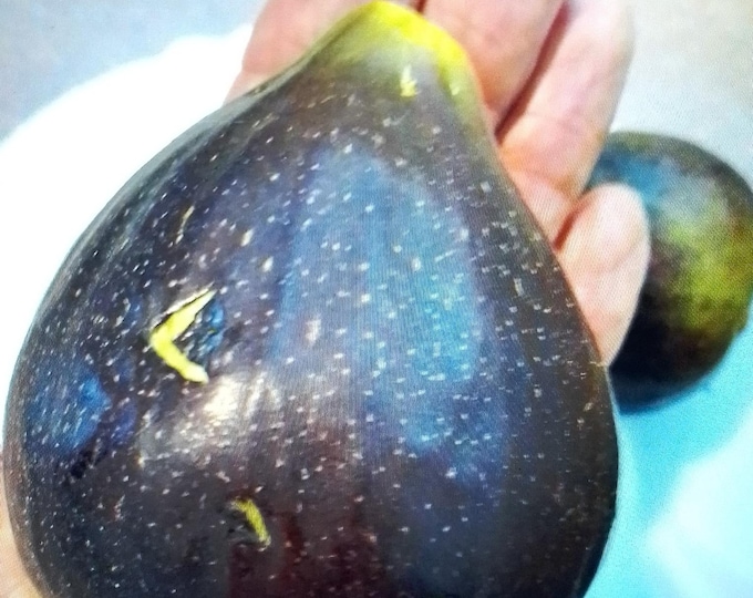 1Pc. TAURO LIVE PLANT. 32"