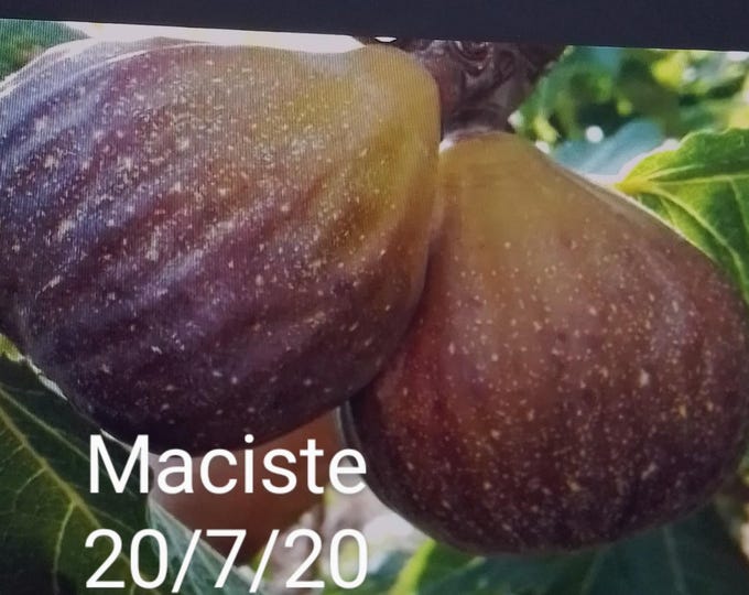 1Pc MACISTE CUTTING not rooted.