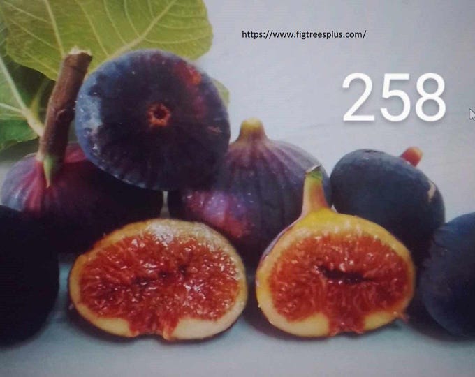 IP.-  Italian 258 fig tree Cutting. NOT ROOTED.