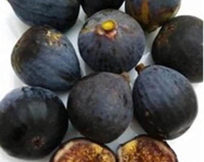 1 Pc. ITALIAN BLACK CUTTING, not rooted.