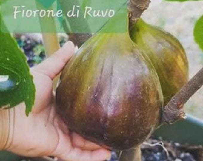 1 FIORONE RUVO live plant . 16"