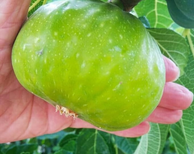 1-summer kiss gigante fig tree CUTTING NOT ROOTED