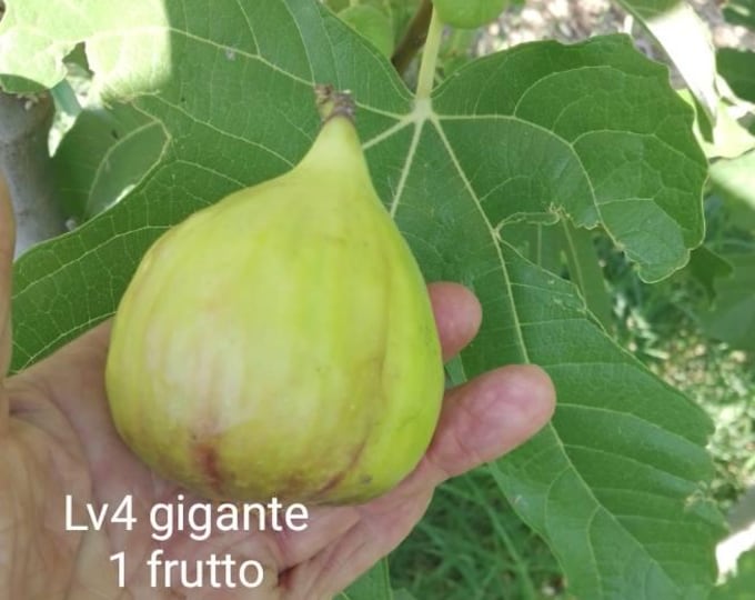 1 Pc. LV4 G. CUTTING NOT ROOTED.