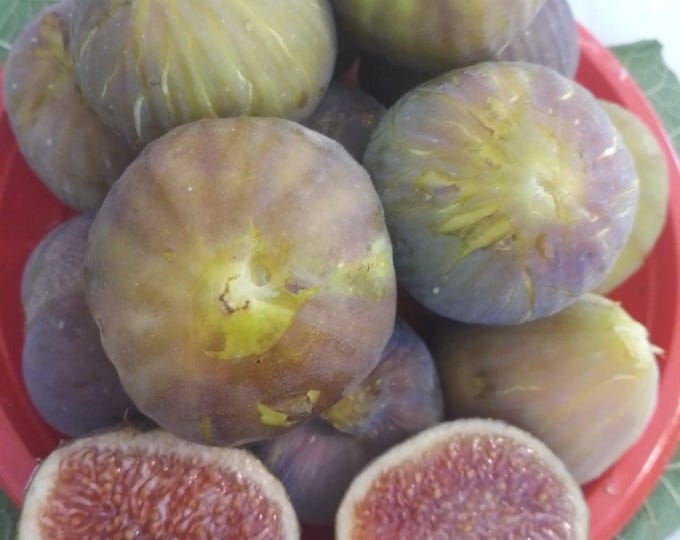 1Pc. DIABETIX CUTTING NOT rooted