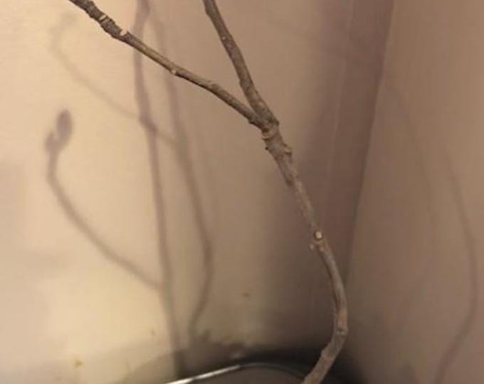 1 PC.- BLACK MADEIRA Live Plant , 14" Tall # 3