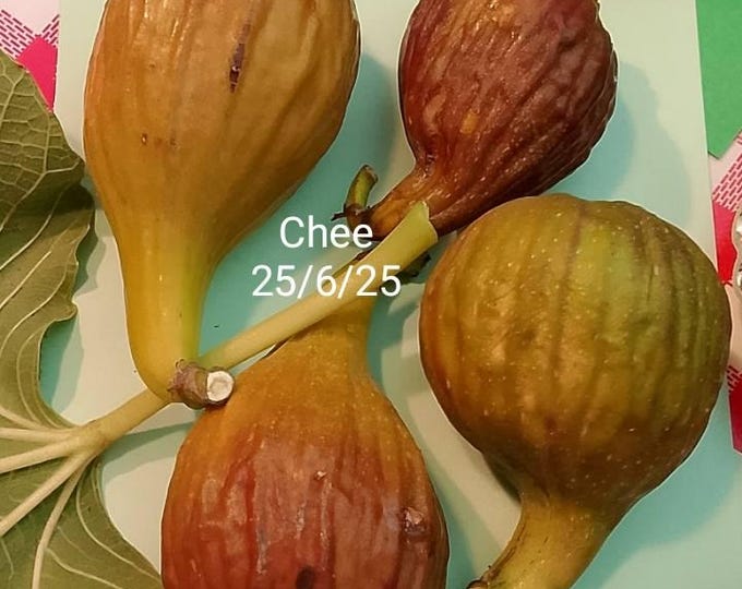 1Pc. CHEE CUTTING, not rooted.