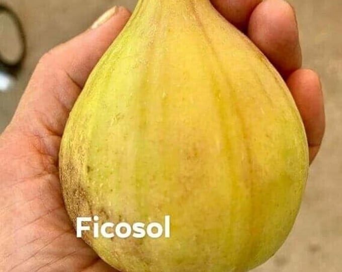 1 P. FICOSOL CUTTING.