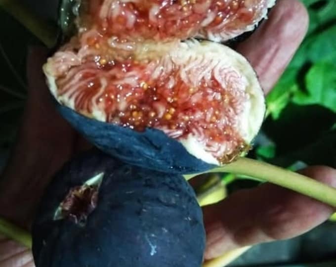 1 PC.- BLACK MADEIRA Live Plant , 18" Tall,