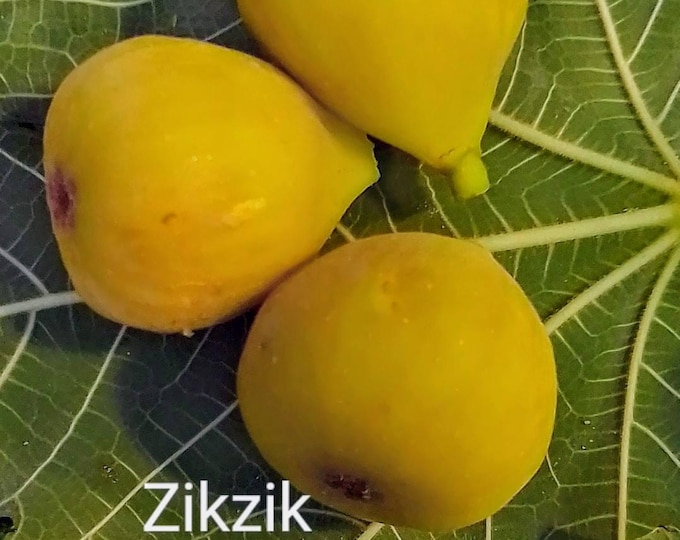 1 CUTTING zikzik , NOT ROOTED
