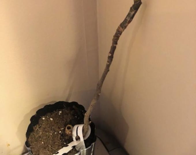 1Pc. BLACK MADEIRA, Live Plant  12" # 1