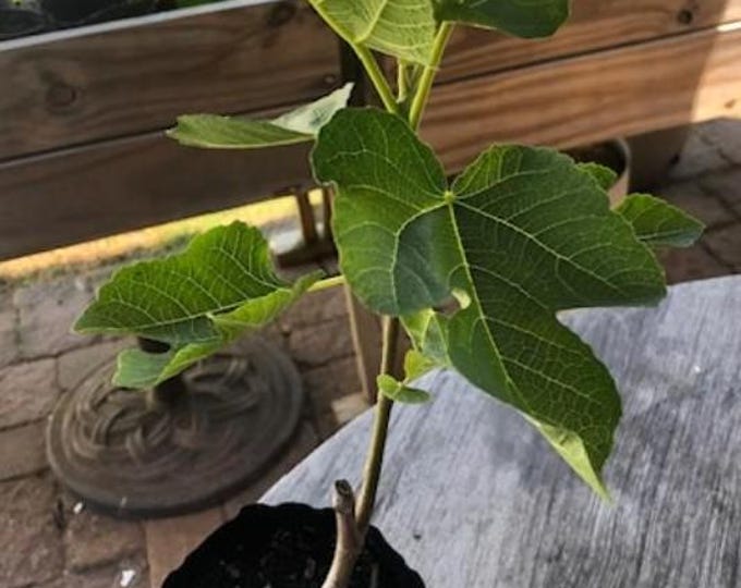 1 PC.- BLACK MADEIRA Live Plant , 15" Tall