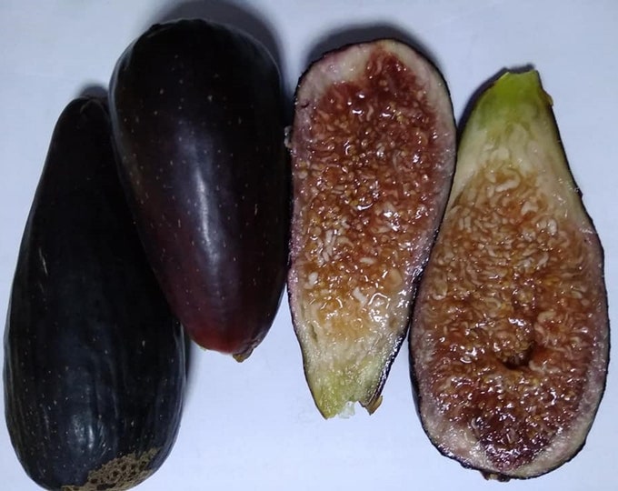 1 Cigar fig tree cutting. not rooted