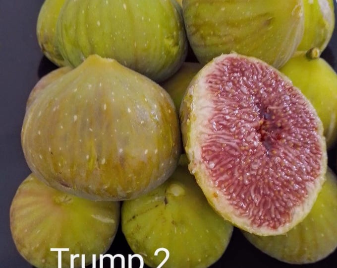 1Pc. TRUMP CUTTING, not rooted.