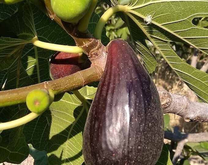 1 -VIOLETTA GIGANTE.   cutting