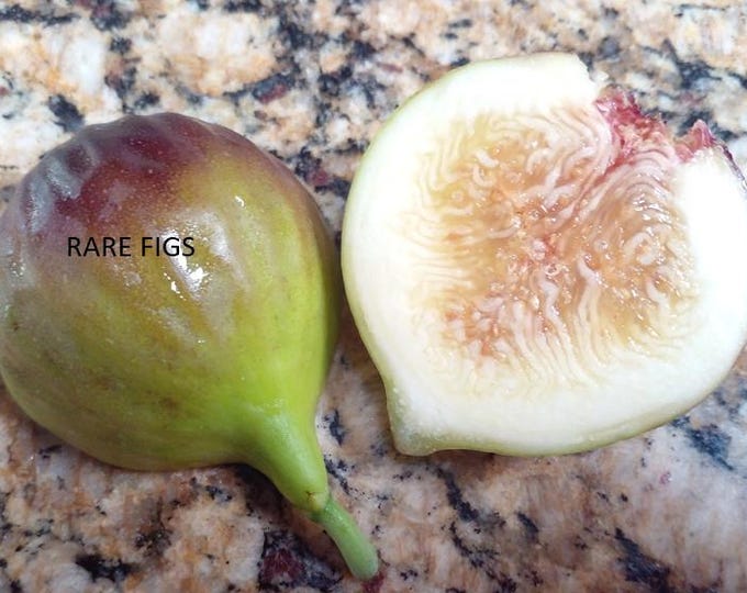 1 PC. WUHAN  fig cutting not rooted.