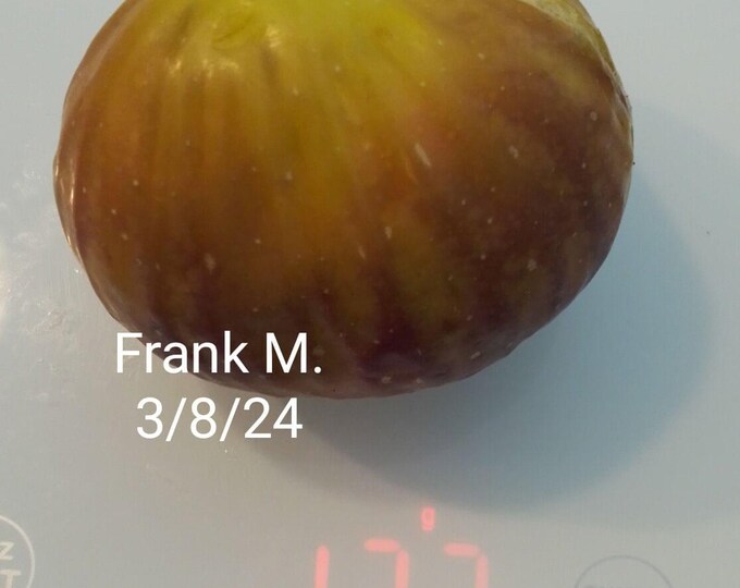 1Pc. FRANK M CUTTING. not rooted