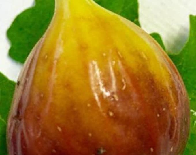 1 PC. ARCHIPEL, fig cutting not rooted.