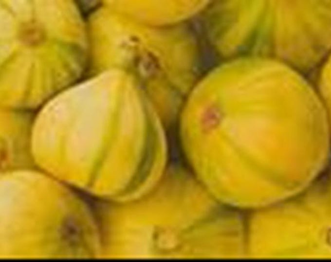 1Pc. PANACHE Tiger FIG CUTTING not rooted.