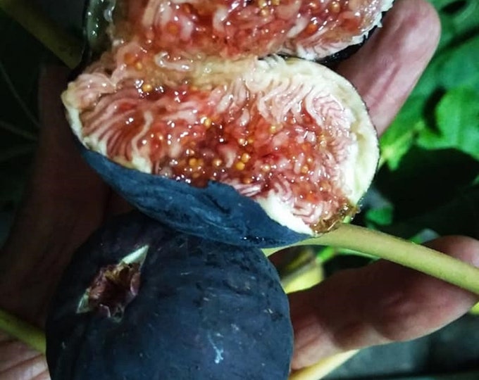 1 Black Madeira live plant. 16" tall.