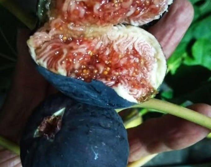 1 PC.- BLACK MADEIRA Live Plant , 15" Tall