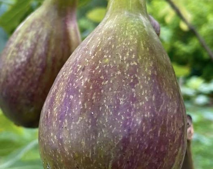 1PcMELANZANA CUTTING, not rooted