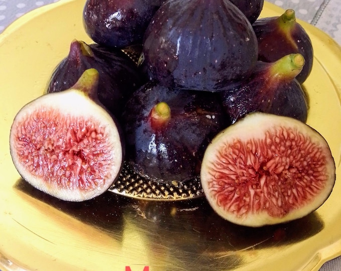 1Pc. MAX CUTTING. not rooted